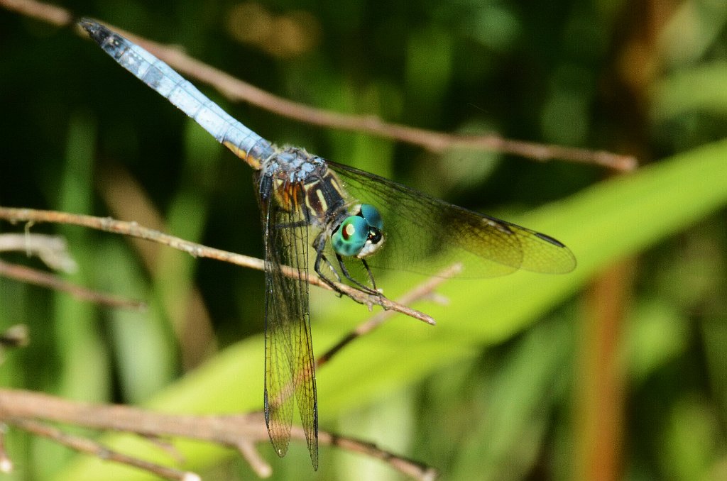 019 2013-06052226 Harvard, MA.JPG - Blue Dasher (Pachydiplax longipennis) Dragonfly. Oxbow National Wildlife Refuge, MA, 6-5-2013